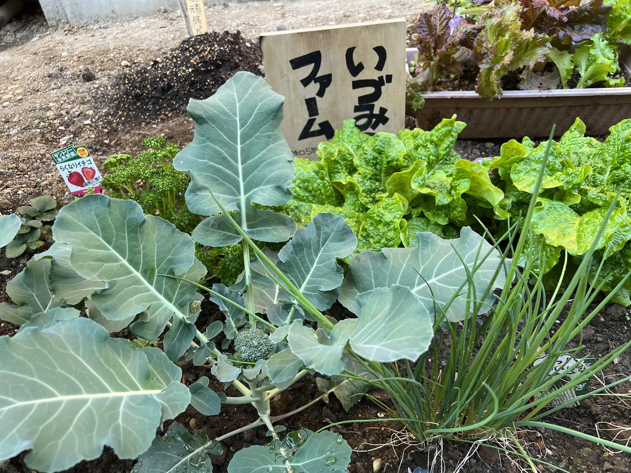 ブロッコリーが形を表してきました❣️手作り野菜畑は賑やかにな...